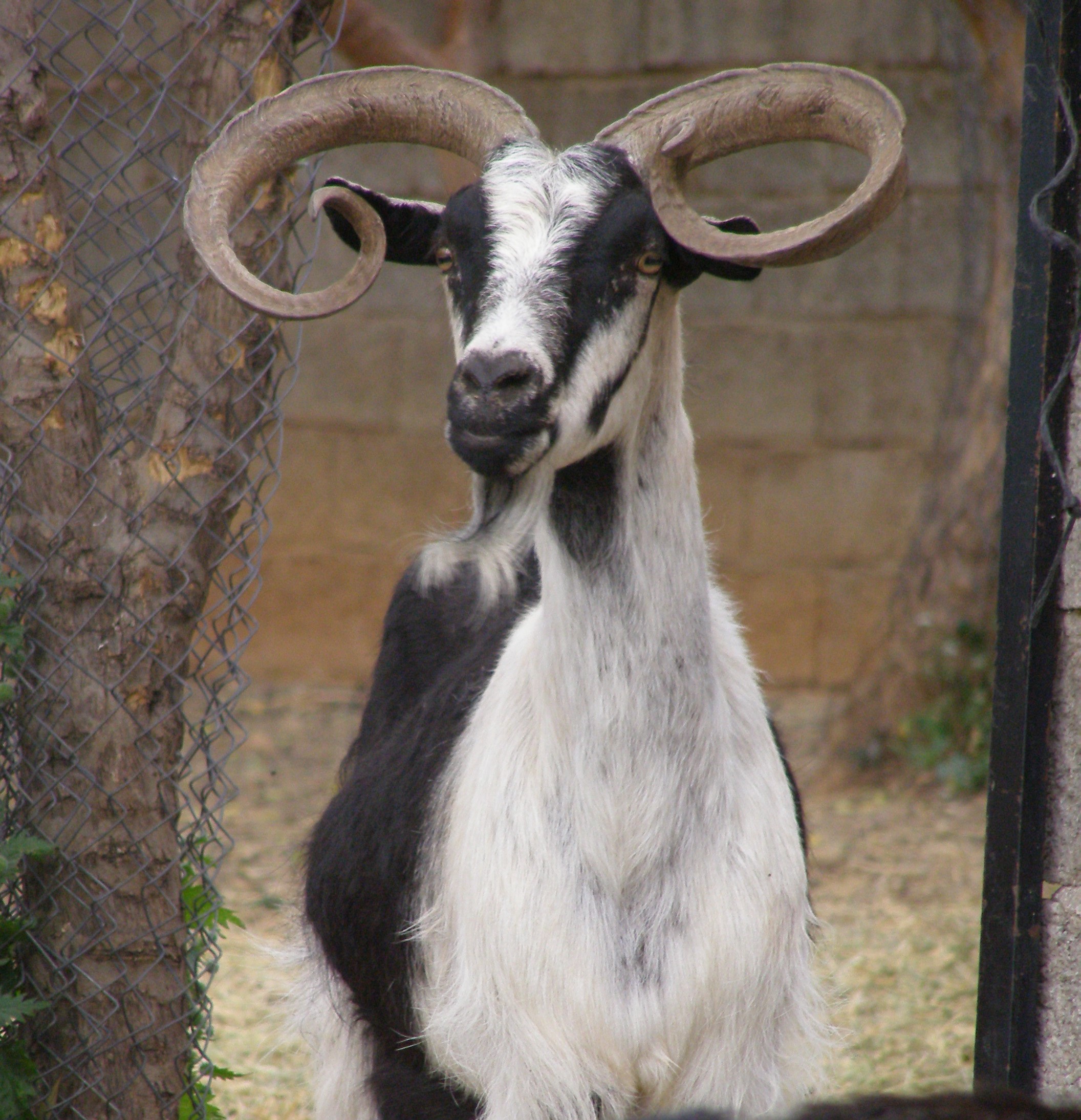 Ουλόκερος αίγα: Η κατσίκα που συνδέεται με την αρχαία Ελλάδα