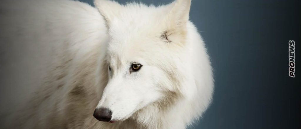 «Ανέστησαν» τους εξαφανισμένους ανταρόλυκους από το «Game of Thrones»!