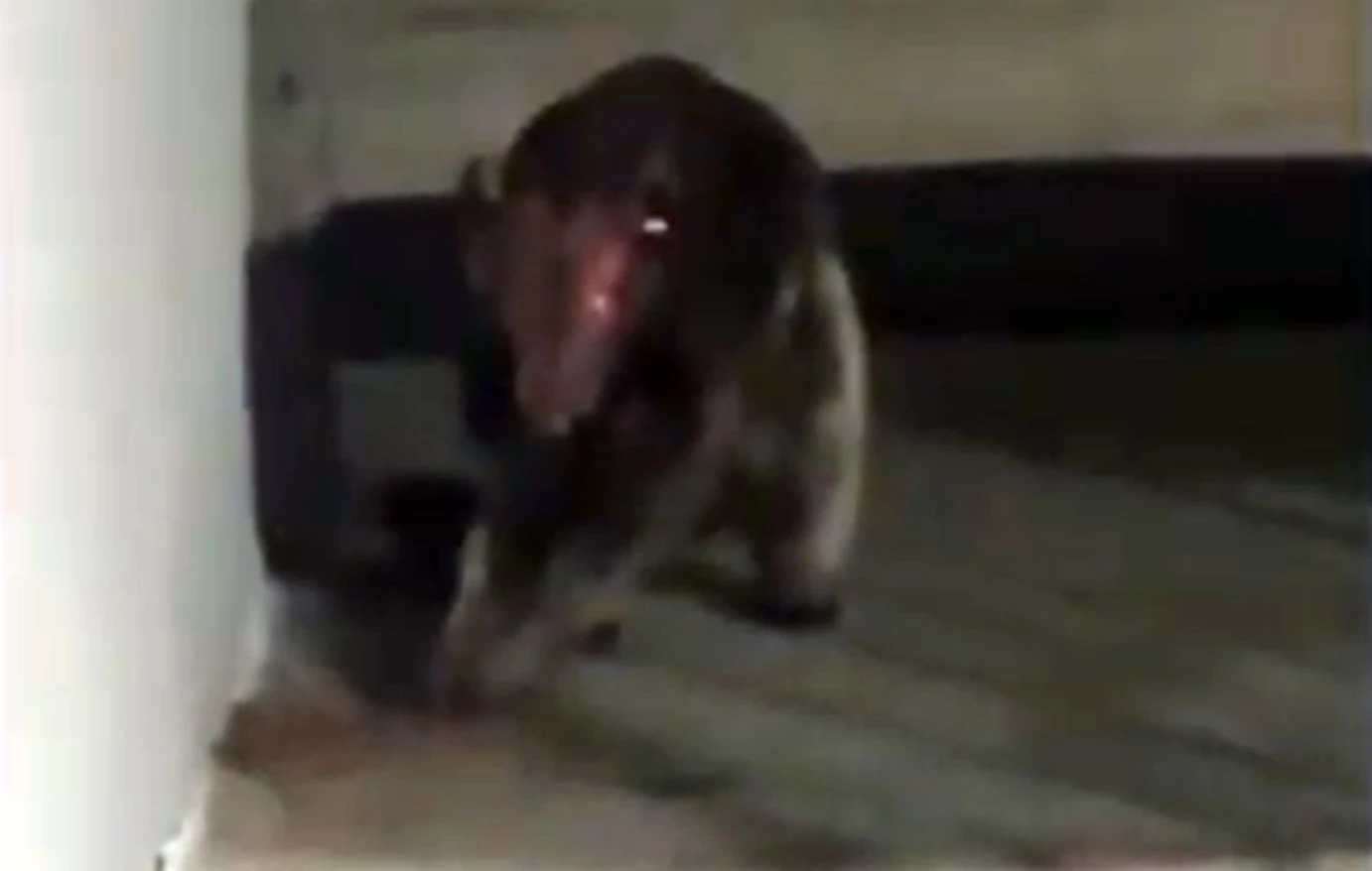 Παράξενο πλάσμα εμφανίστηκε σε σπίτι στο Κολοράντο: «Γιατί κανείς δεν ξέρει τι είναι;» (βίντεο)