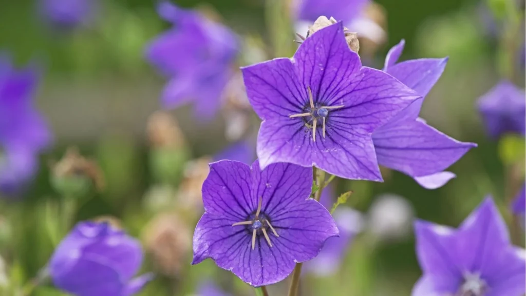 Επιστήμονες ανακάλυψαν πως το μωβ χρώμα στην πραγματικότητα… δεν υπάρχει: Πώς το βλέπουμε