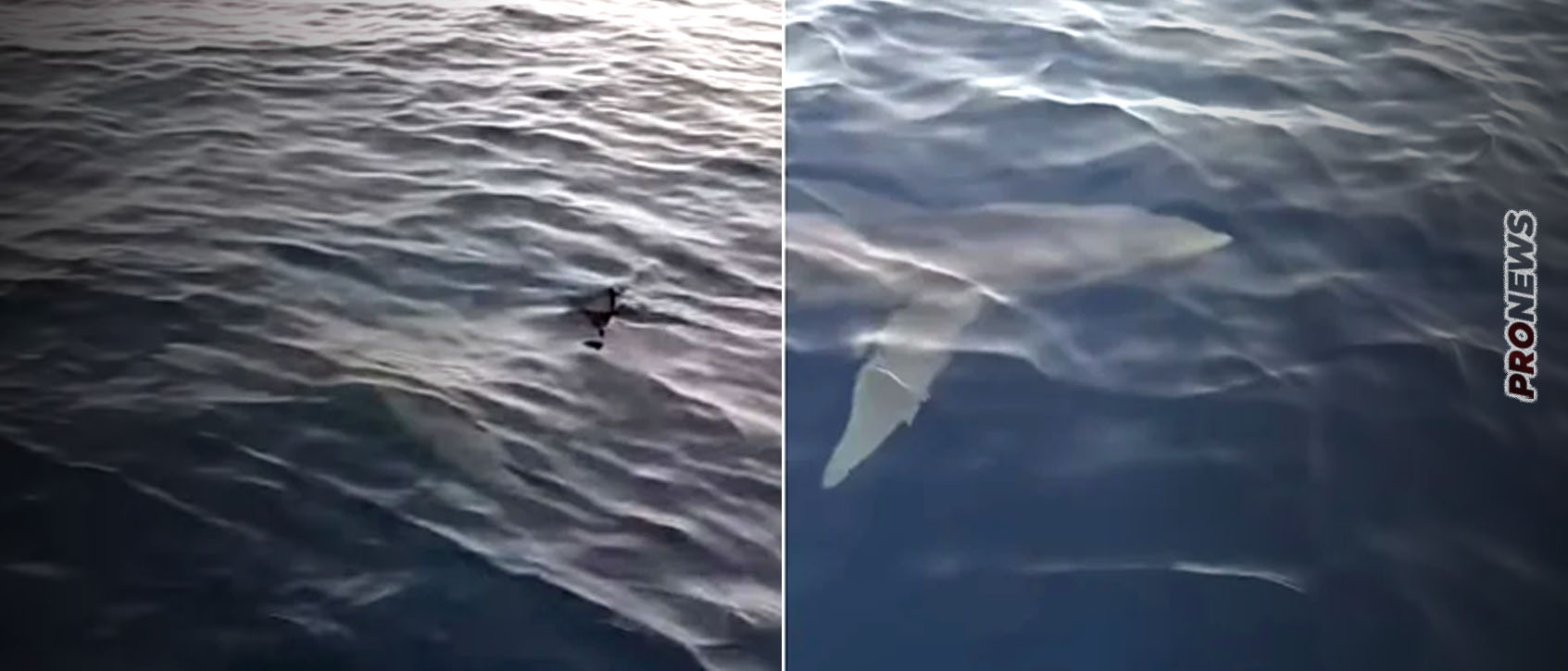 «Παναγία μου… τρέμω»: Μεγάλος καρχαρίας εθεάθη ανοιχτά της Κέρκυρας (βίντεο)