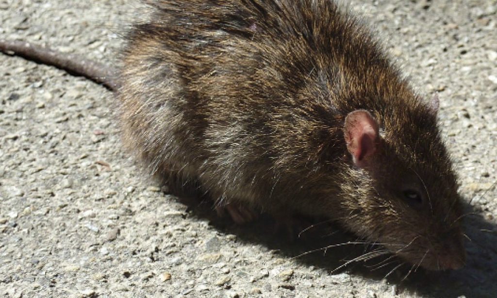 Σάλος με εστιατόριο στην Αυστραλία: Σέρβιραν σε έγκυο γυναίκα σαλάτα με νεκρό αρουραίο! (βίντεο)