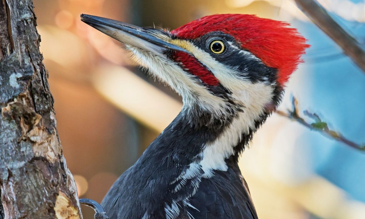 ΗΠΑ: Στο στόχαστρο των Αρχών… τρυποκάρυδος που έχει διαλύσει 25 οχήματα (βίντεο)