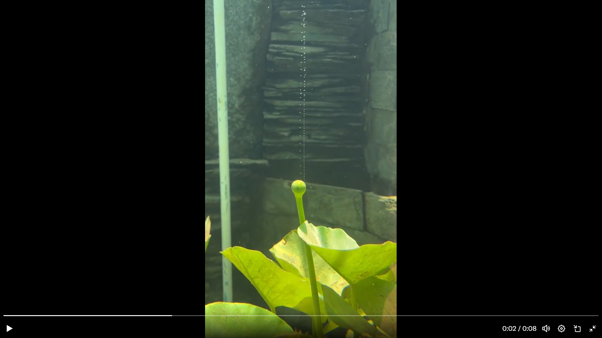 Εντυπωσιακό: Έτσι διαχέεται το οξυγόνο από τα φυτά στην ατμόσφαιρα (βίντεο)