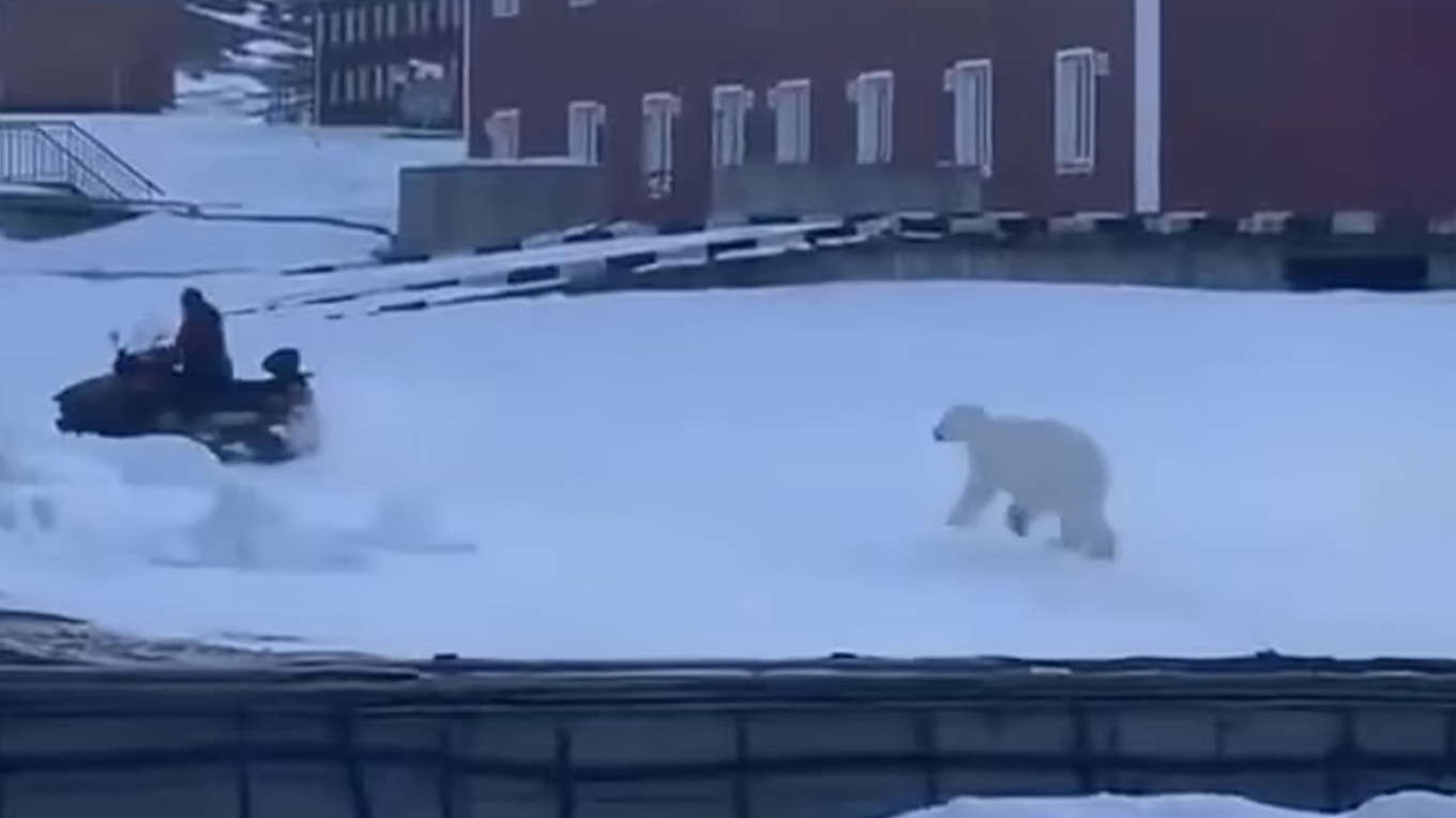 Νορβηγία: Aρκούδα κυνηγά άνθρωπο για να του επιτεθεί – Ανέβηκε σε snowmobile για να σωθεί (βίντεο)