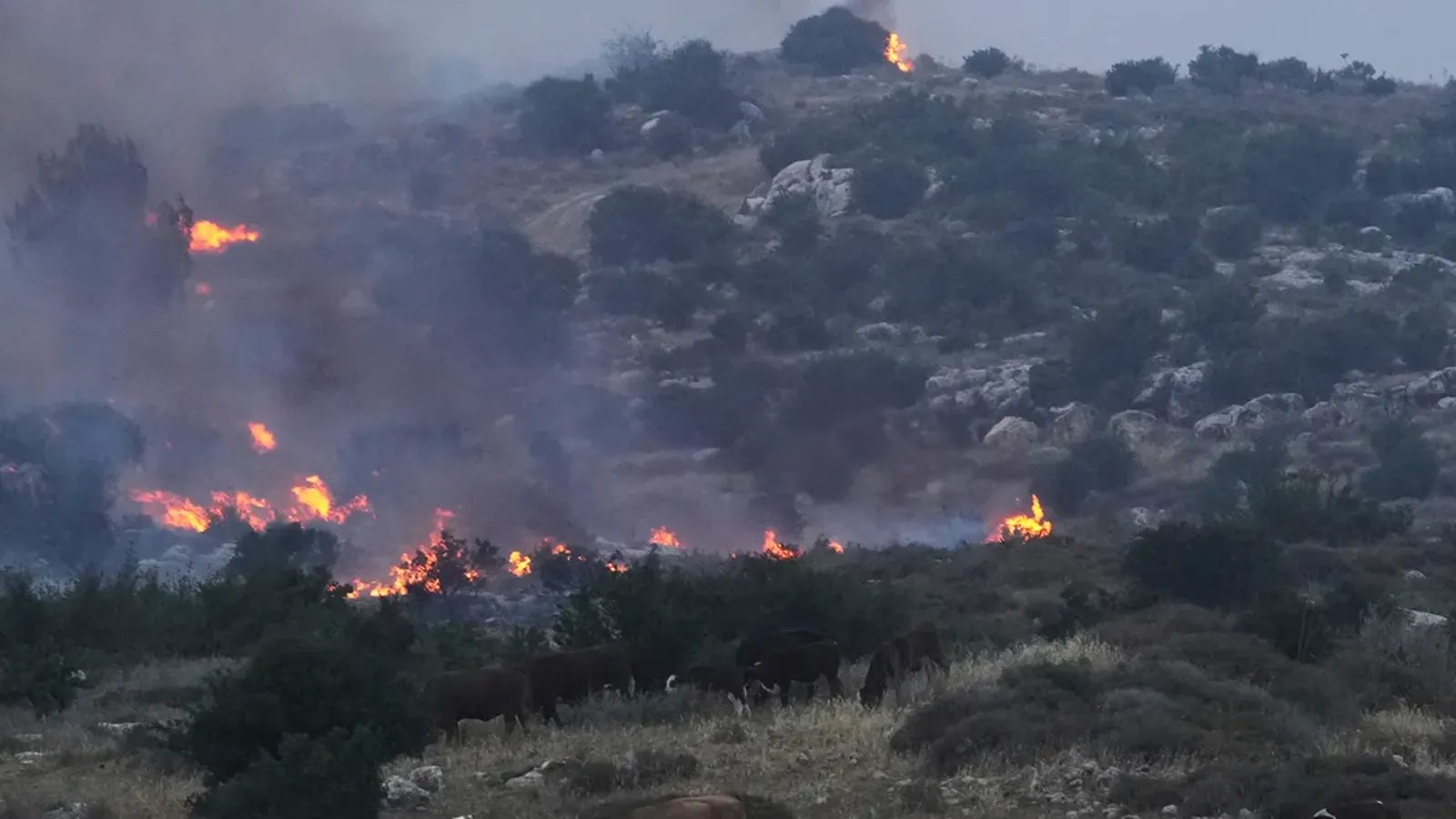 Ανεξέλεγκτη η κατάσταση στο Ισραήλ: Τουλάχιστον 11 πύρινα μέτωπα σε όλη τη χώρα (βίντεο)
