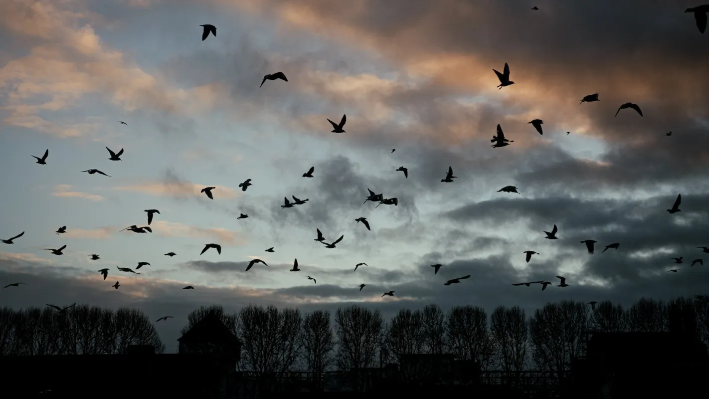 Ανησυχία στις ΗΠΑ: Μειώνεται επικίνδυνα ο αριθμός των  πουλιών!