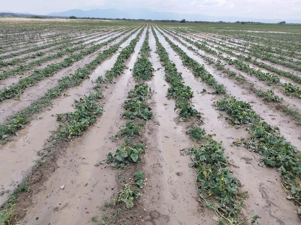 Έντονη βροχόπτωση στο Οροπέδιο Λασιθίου: Μεγάλες ζημιές σε καλλιέργειες (βίντεο)