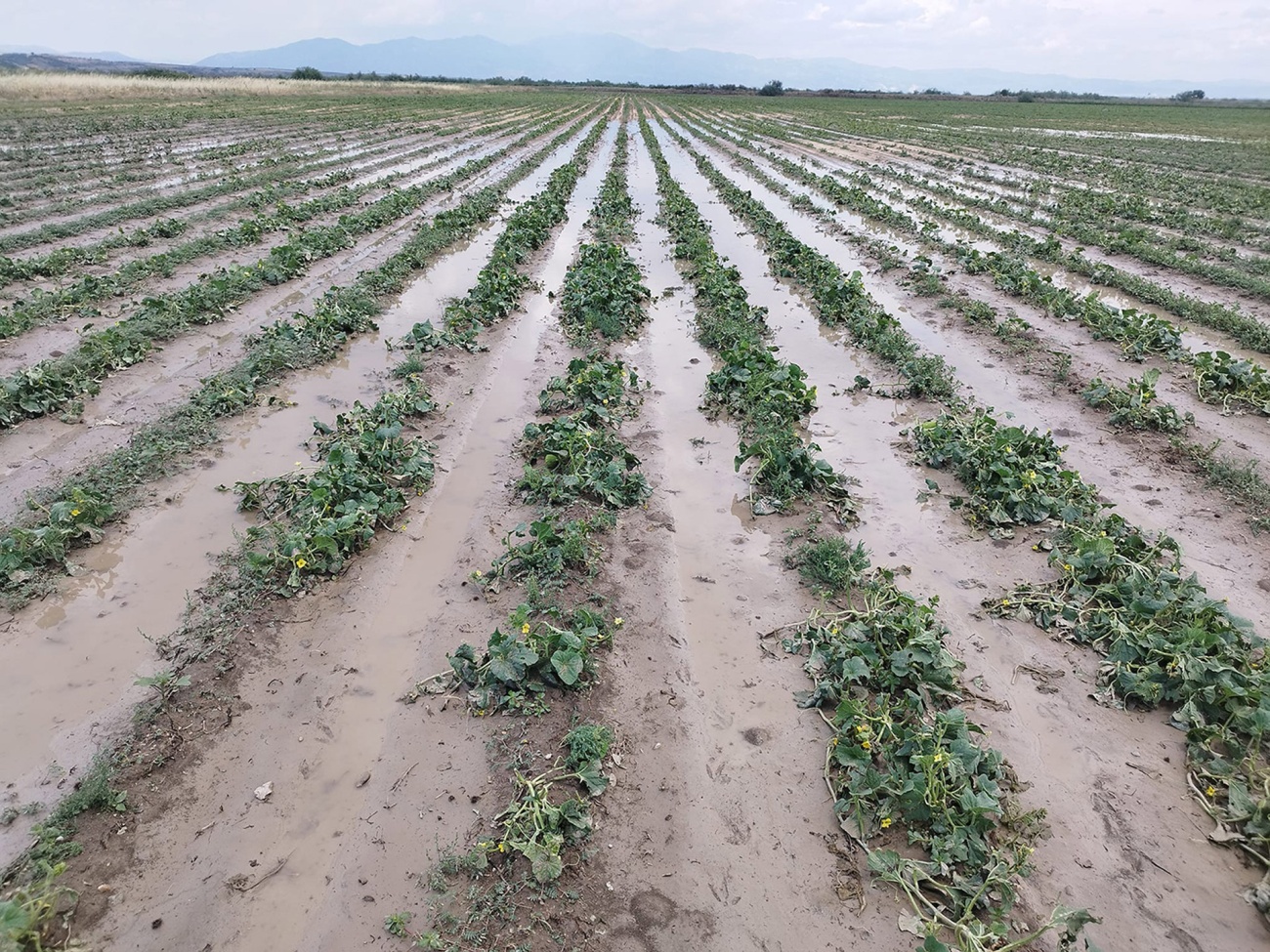 Έντονη βροχόπτωση στο Οροπέδιο Λασιθίου: Μεγάλες ζημιές σε καλλιέργειες (βίντεο)
