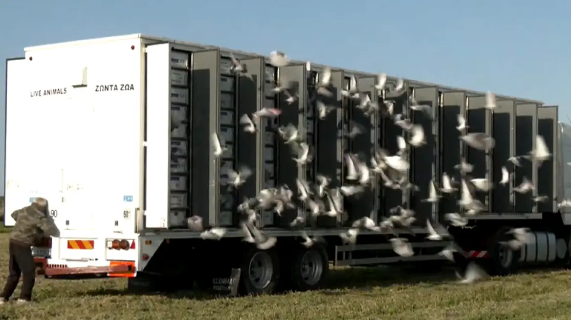 Αλεξανδρούπολη: 5.000 ταχυδρομικά περιστέρια ξεχύθηκαν στον ουρανό από το Τελωνείο Κήπων