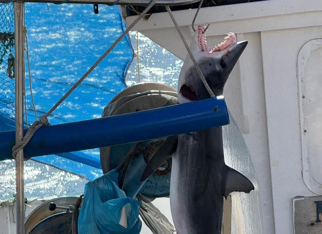 Μικρός καρχαρίας πιάστηκε στη θάλασσα της Κέας (φωτο)