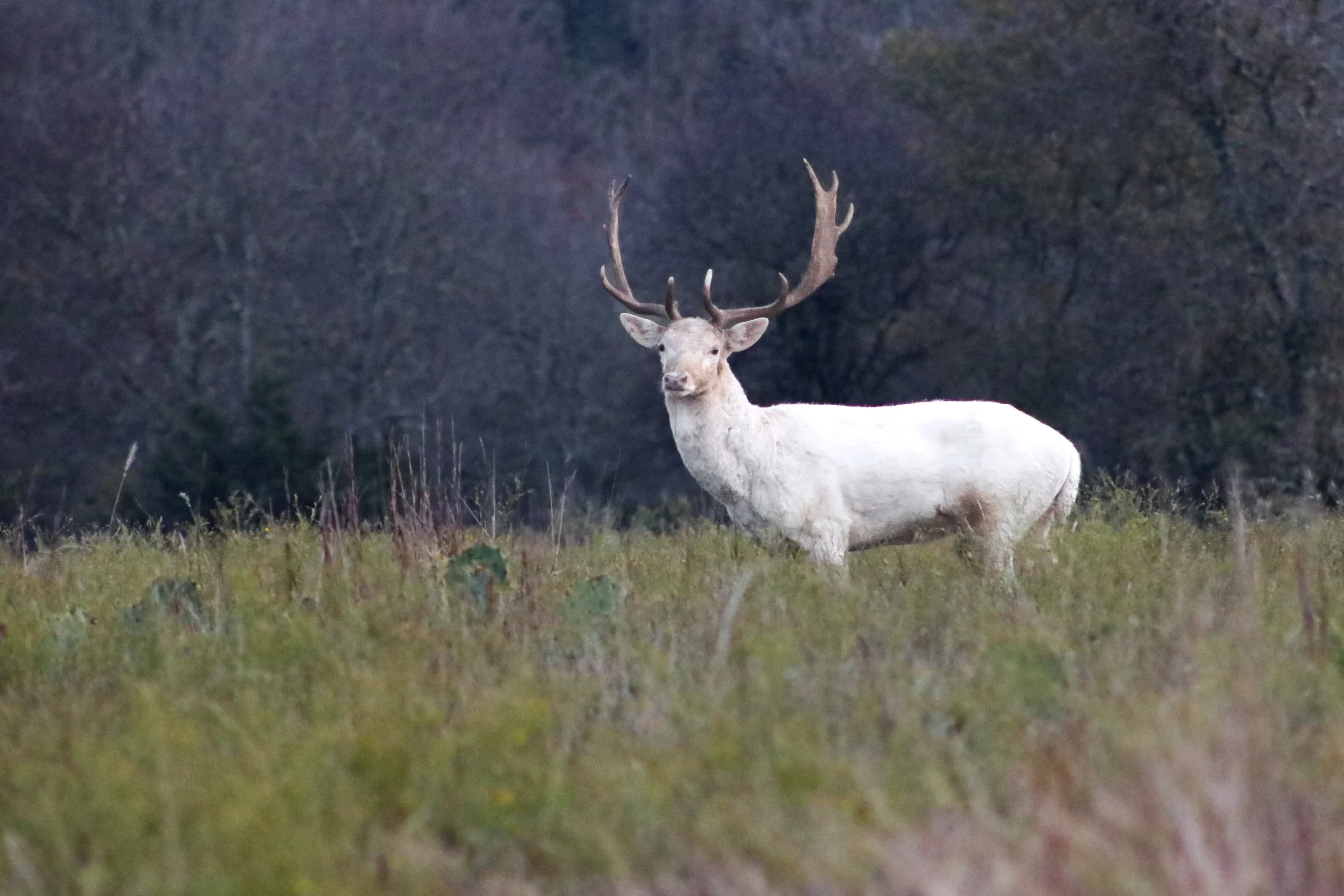 ΗΠΑ: Κάμερα κατέγραψε δύο εξαιρετικά σπάνια ελάφια αλμπίνο (βίντεο)