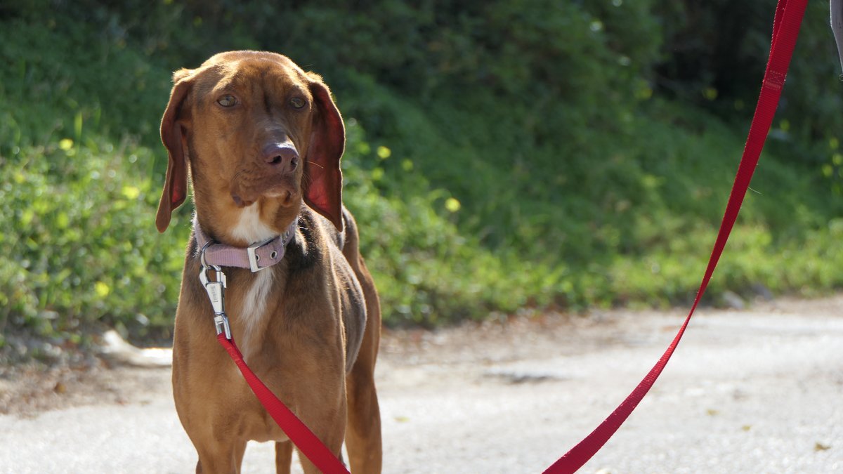 Για ποιο λόγο τα δεμένα σκυλιά δεν πρέπει να έρχονται πρόσωπο με πρόσωπο