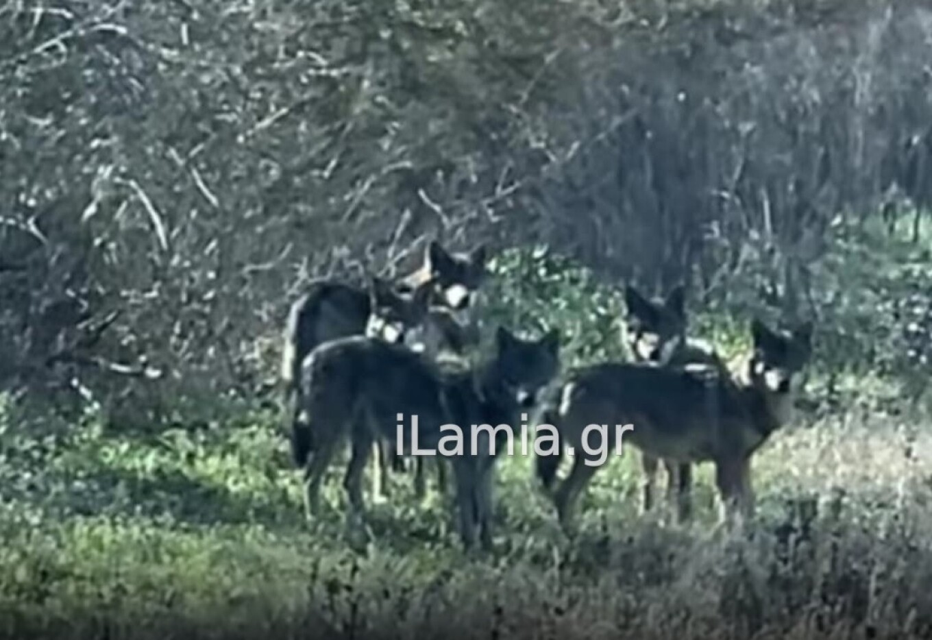 Αγέλη λύκων κατεβαίνει σε περιοχές του Σπερχειού – Τι αναφέρει αυτόπτης μάρτυρας