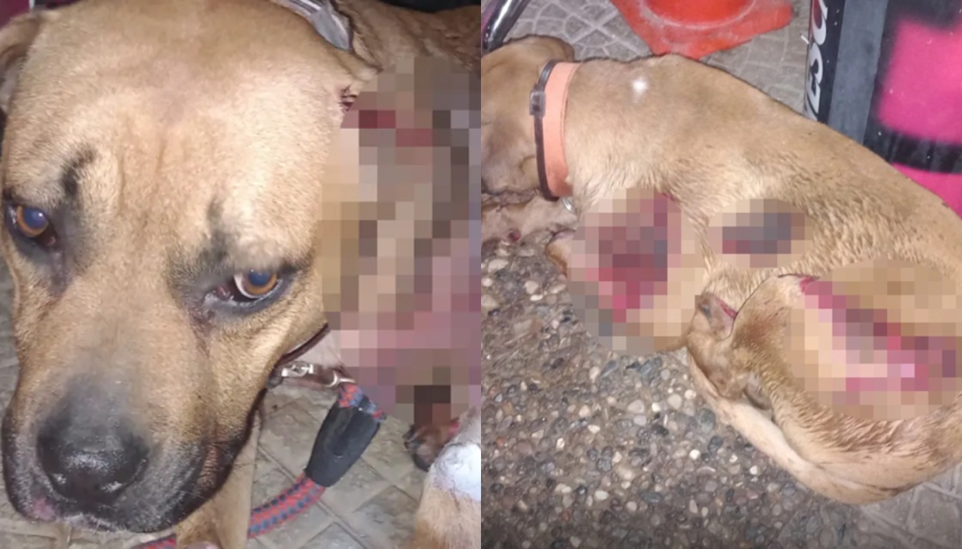 Καρδίτσα: Συνελήφθη άνδρας που είχε δέσει σκύλο στον κοτσαδόρο του αυτοκίνητου του και τον έσερνε (φώτο)