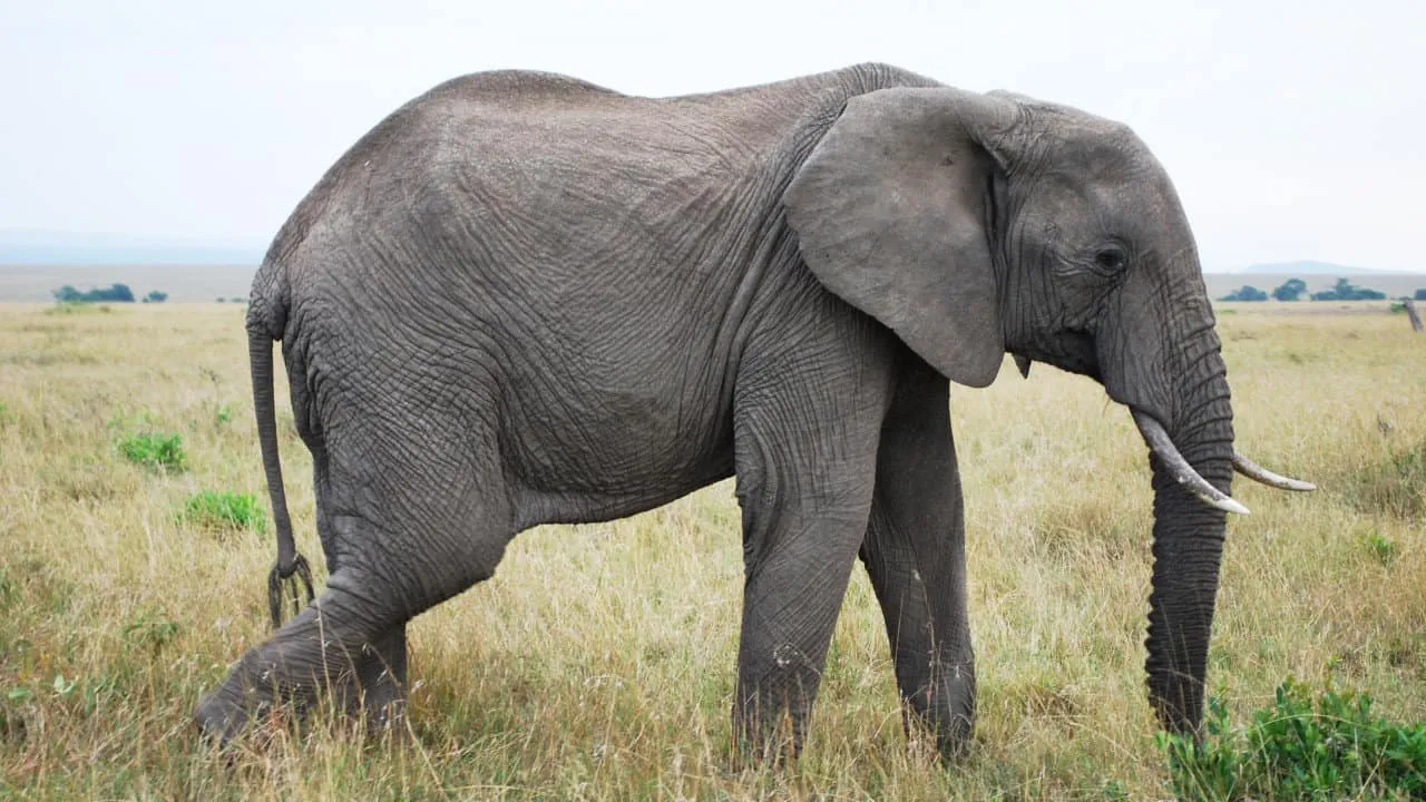Ινδία: Η στιγμή που ελέφαντας ορμάει σε μοτοσικλετιστή – Δείτε το viral βίντεο
