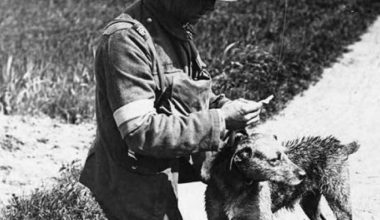 Πότε και γιατί άρχισαν να χρησιμοποιούν τα σκυλιά στους πολέμους;