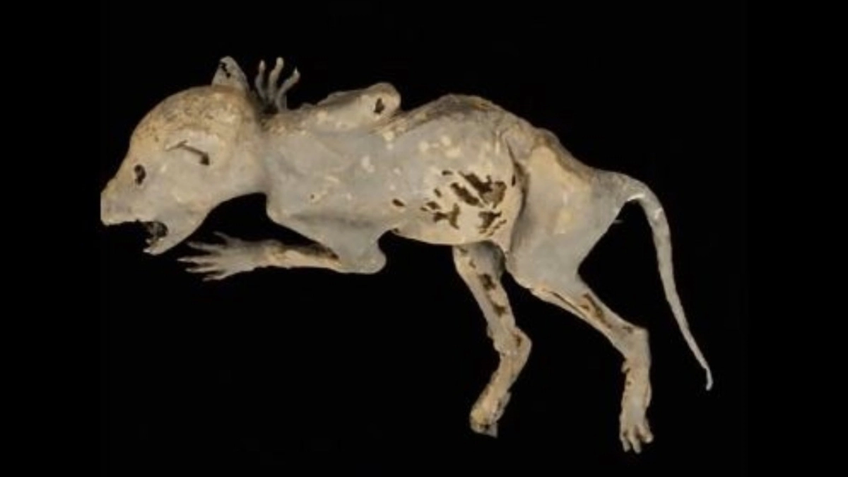 Capacabra: Τι είναι το μυστηριώδες πλάσμα που βρέθηκε σε ιστορικό κτίριο στο Μίσιγκαν – Έχει ανθρώπινα χέρια (φωτο)