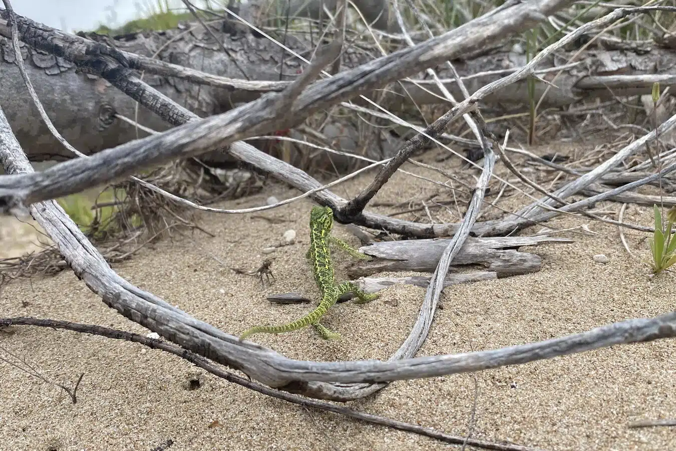 Πελοπόννησος: Αποικία είδους της υποσαχάριας Αφρικής στην παραλία της Καλόγριας