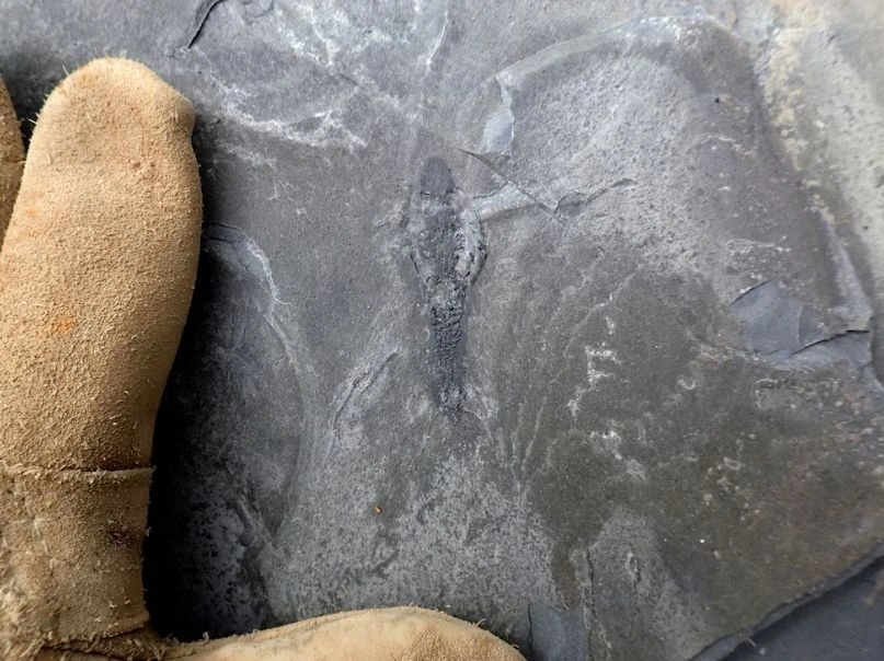 Ερευνητές ανακάλυψαν προϊστορικό θαλάσσιο πλάσμα με τρία μάτια και αιχμηρά δόντια