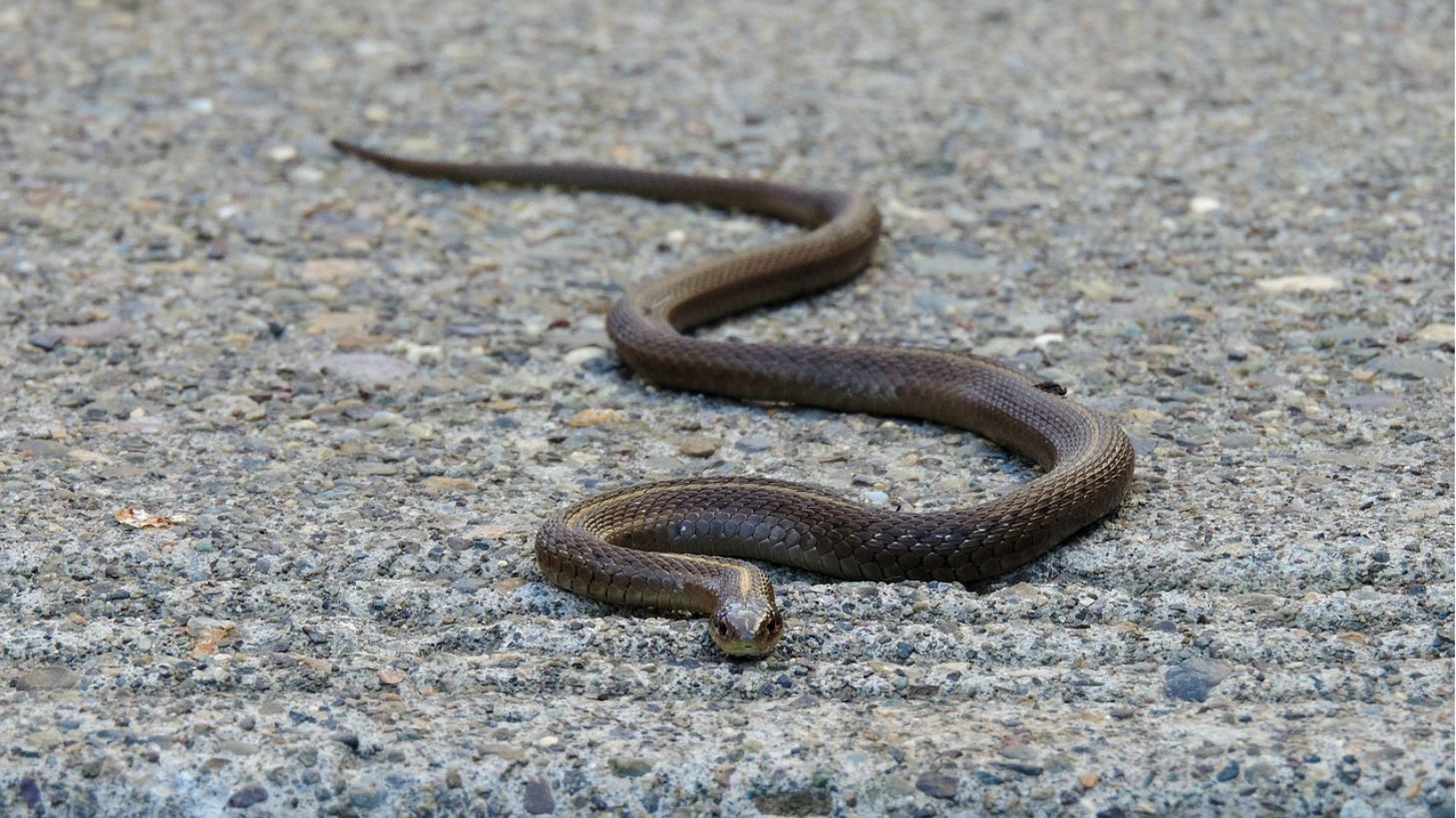 Μήπως έχετε φίδι στον κήπο και δεν το ξέρετε; – Τα 5 σημάδια που «προδίδουν» την παρουσία του