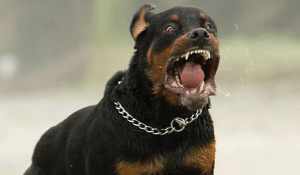 Θεσσαλονίκη: Συνελήφθη 38χρονος που μπήκε με ροτβάιλερ σε ψιλικατζίδικο και απείλησε την υπάλληλο