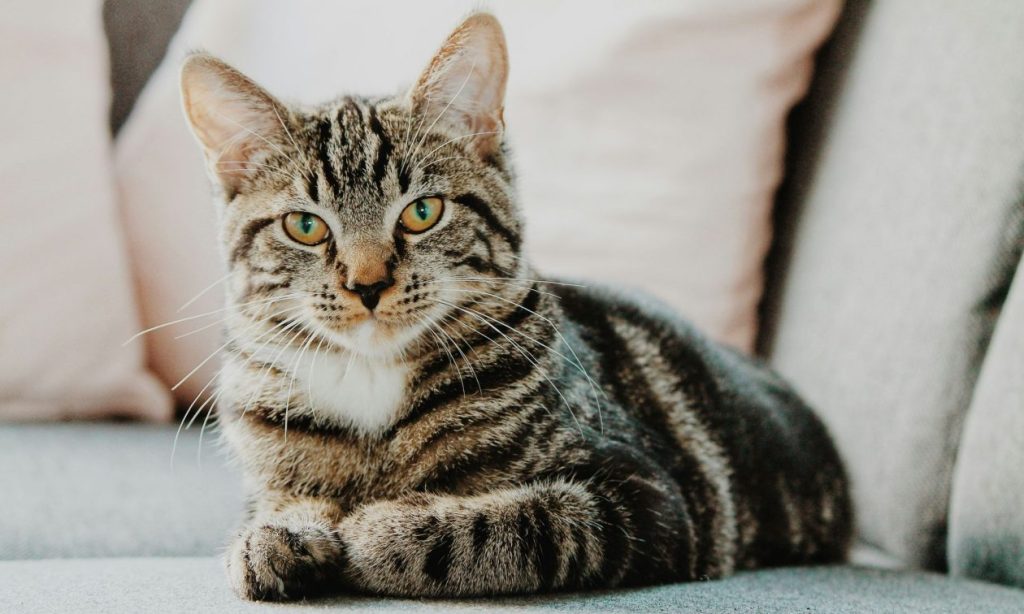 Φρίκη στον Κολωνό: Γάτα εντοπίστηκε αποκεφαλισμένη