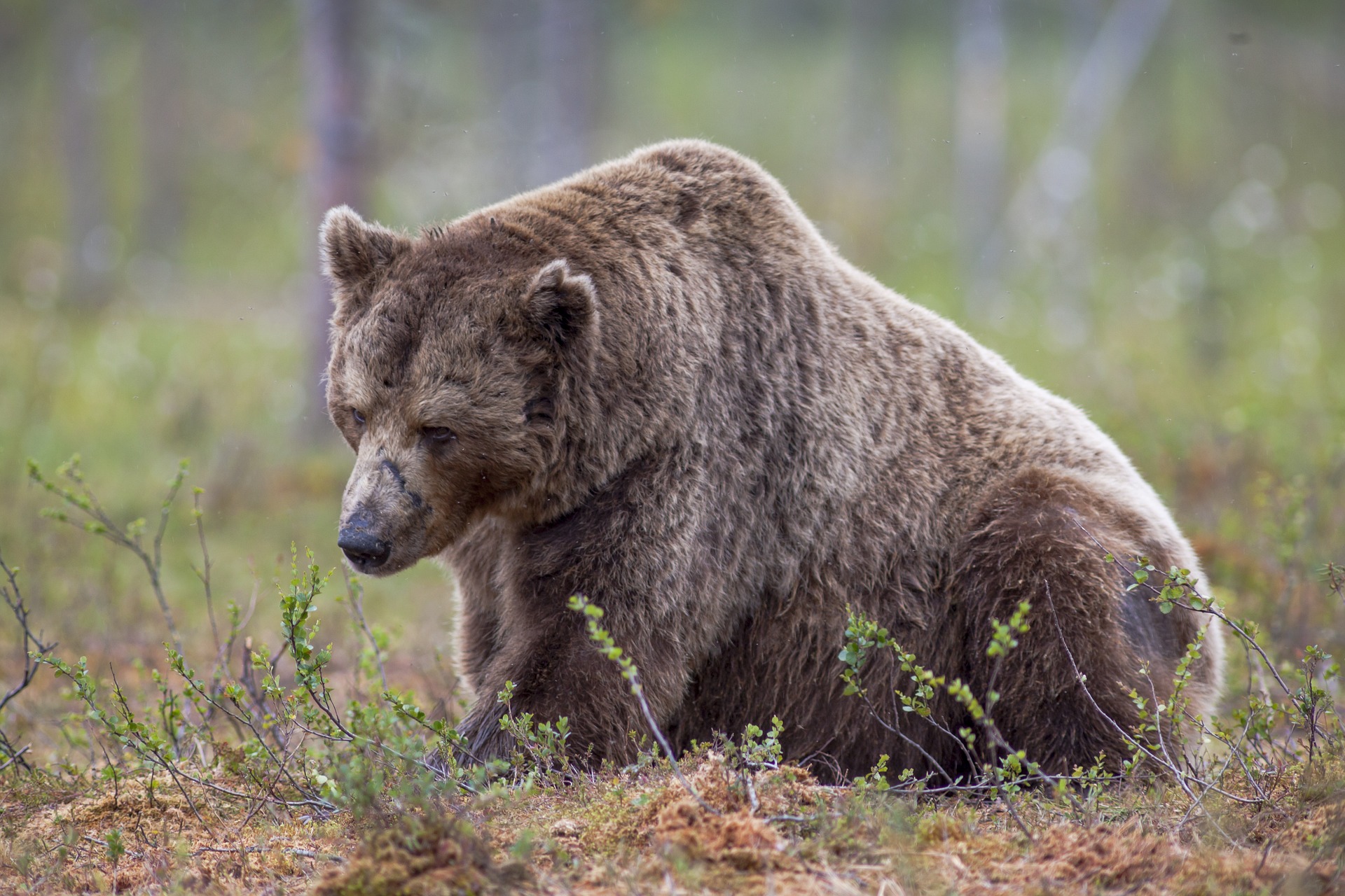 Καστοριά: Νεκρή εντοπίστηκε αρκούδα στην περιοχή Λιθιά – Έφερε τραύμα από πυροβόλο όπλο