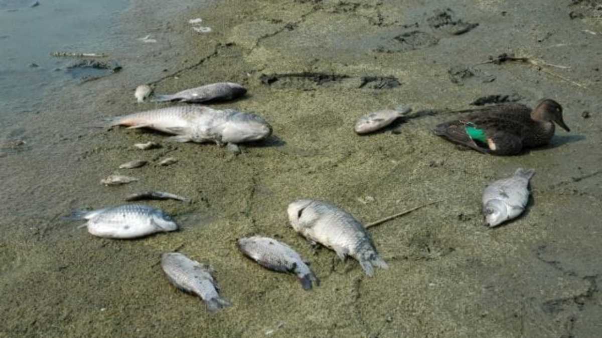 Δέλτα του Έβρου: Γέμισε ξανά με νεκρά ψάρια