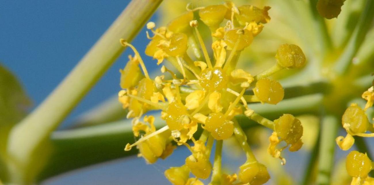 Σίλφιο: Το φυσικό «βιάγκρα» που χρησιμοποιούσαν αρχαίοι Έλληνες και Ρωμαίοι!