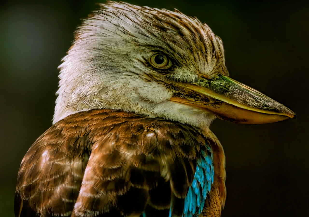 Πώς ακούγεται ένα πτηνό κουκαμπούρα; – Δείτε βίντεο