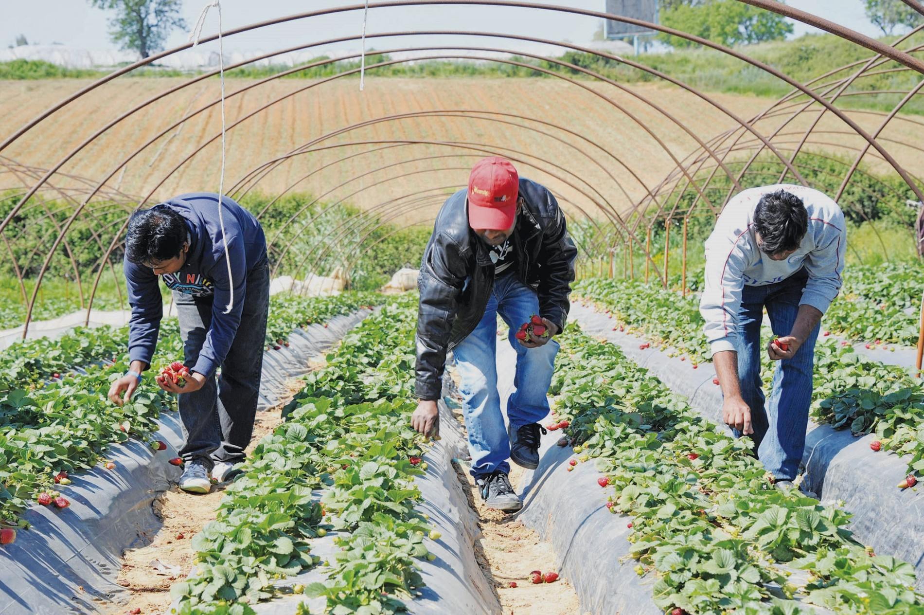 Η κυβέρνηση έτοιμη να φέρει 50.000 εργάτες από την Ινδία