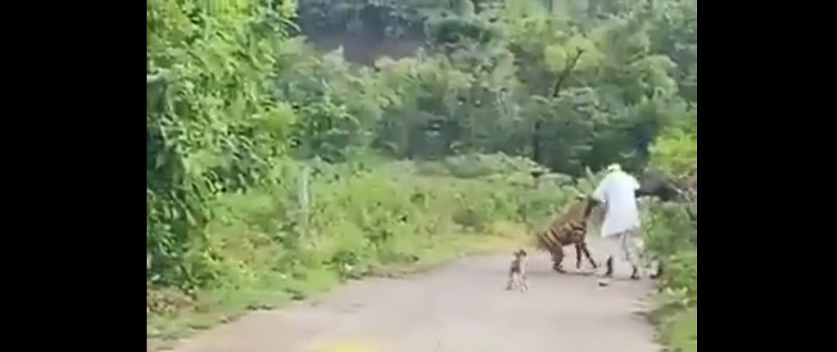 Η στιγμή που ύαινα επιτίθεται σε περαστικό στην Ινδία – Δείτε το σοκαριστικό βίντεο