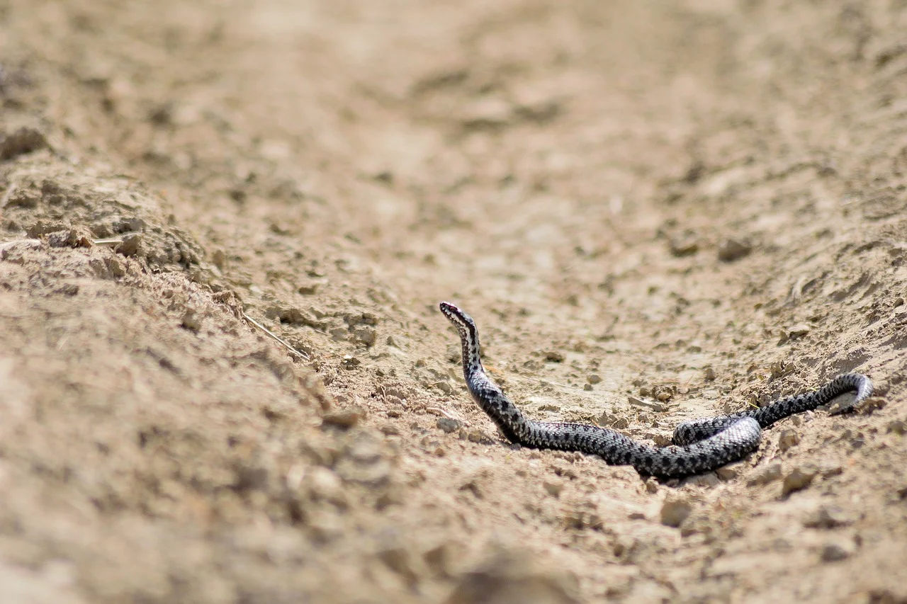 Καστοριά: Μαθητές δημοτικού εντόπισαν φίδι μέσα στο προαύλιο του σχολείου (φωτο)