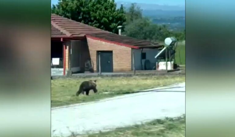 Άργος Ορεστικό: Αρκούδα «έκοβε» βόλτες κοντά σε δημοτικό σχολείο – Δείτε βίντεο
