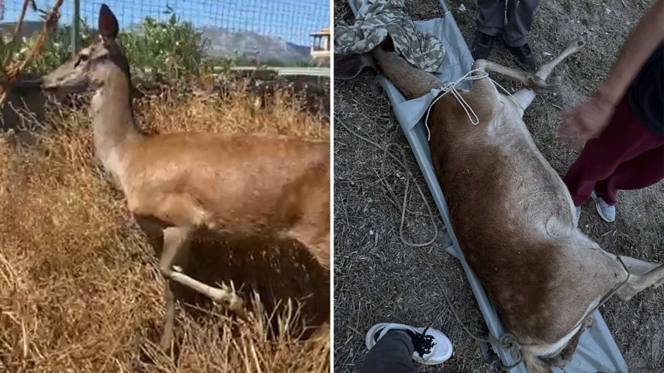 Επιχείρηση διάσωσης θηλυκού ελαφιού στη Φυλή: Σώθηκε η ίδια, πέθανε όμως το μωρό της – Δείτε φωτογραφίες