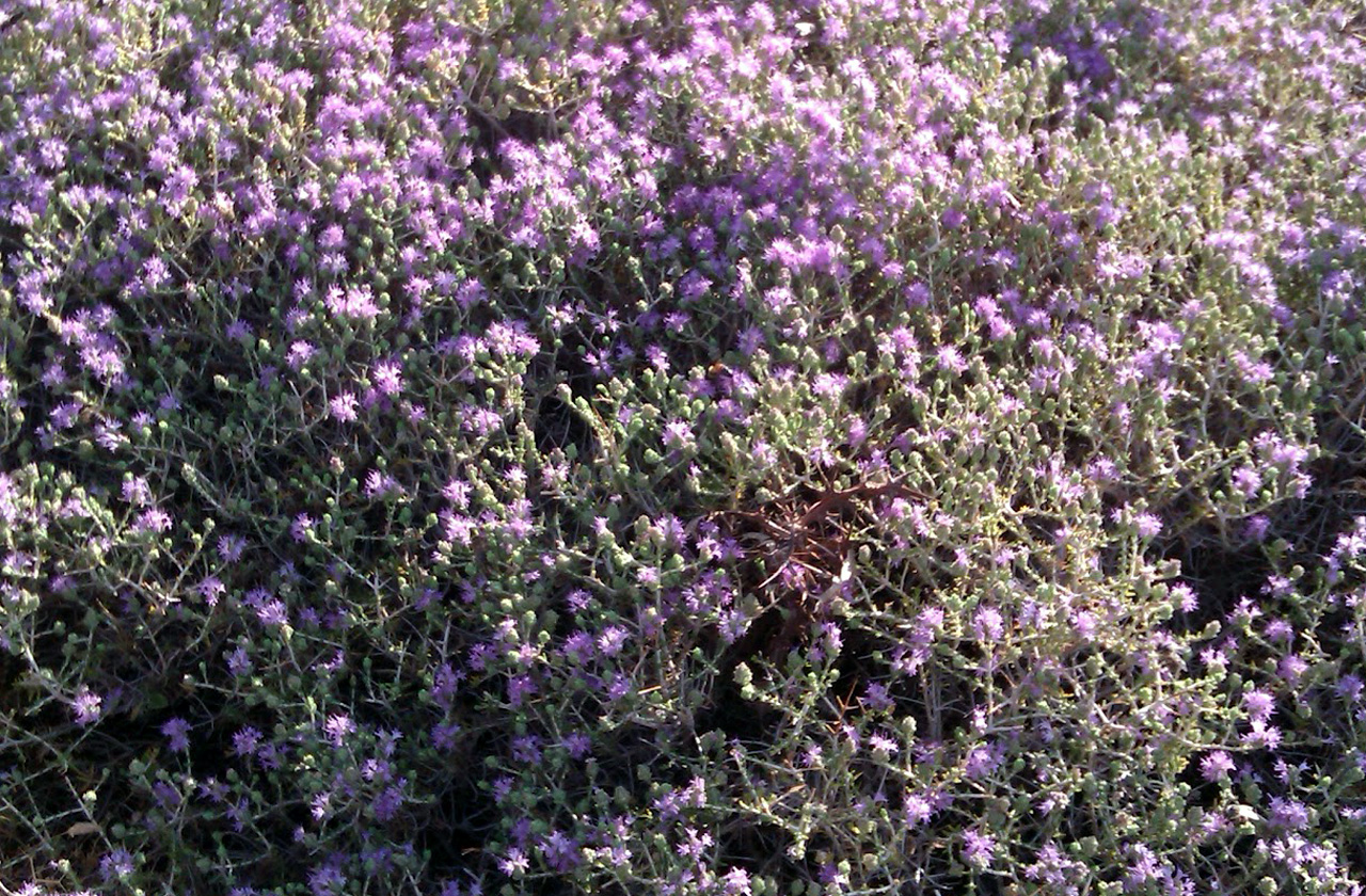 Το ισχυρό βότανο που ενισχύει την άμυνα του ανοσοποιητικού συστήματος