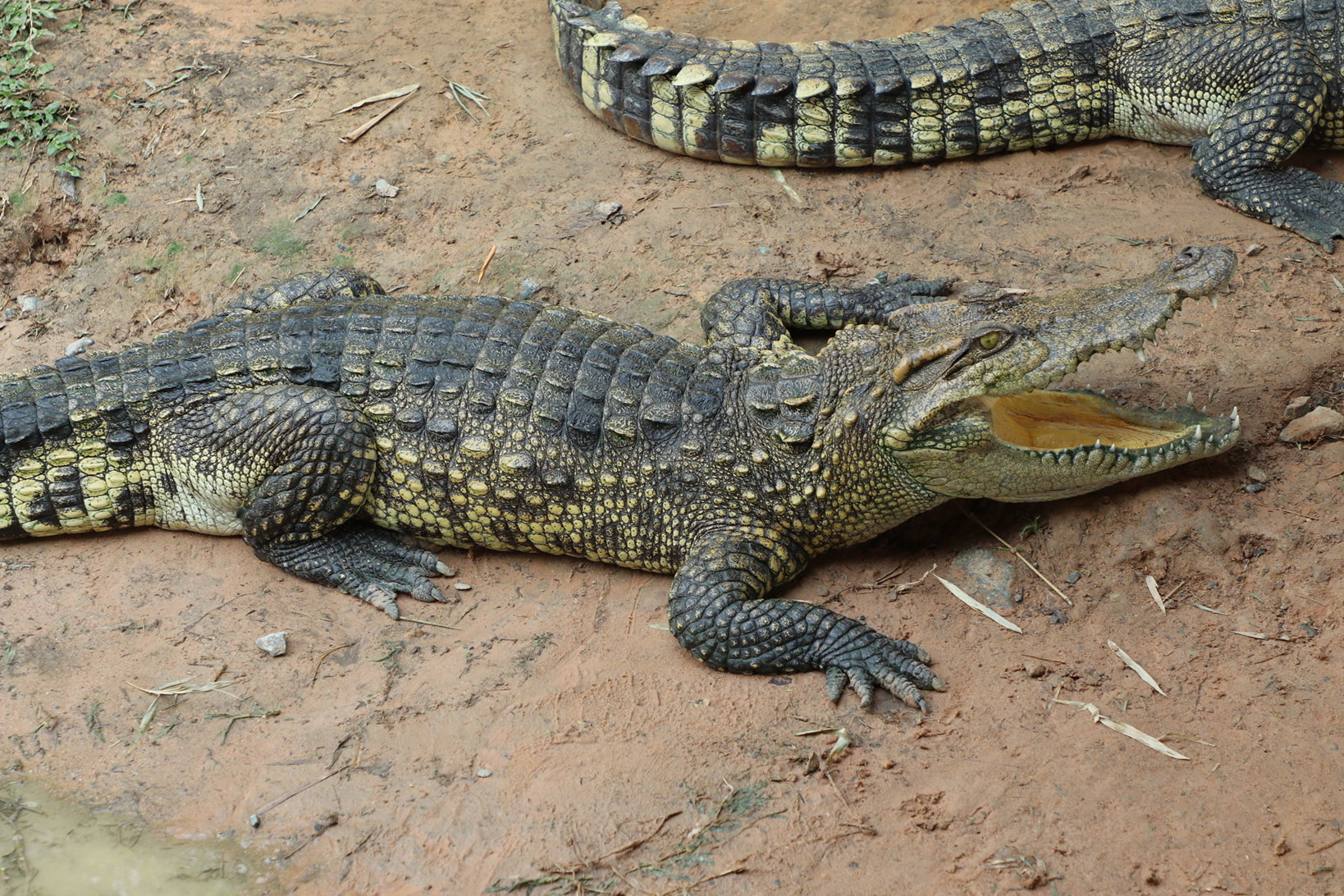 Λάος: Απελευθέρωσαν 10 απειλούμενους με εξαφάνιση κροκόδειλους για να αυξήσουν τον πληθυσμό τους