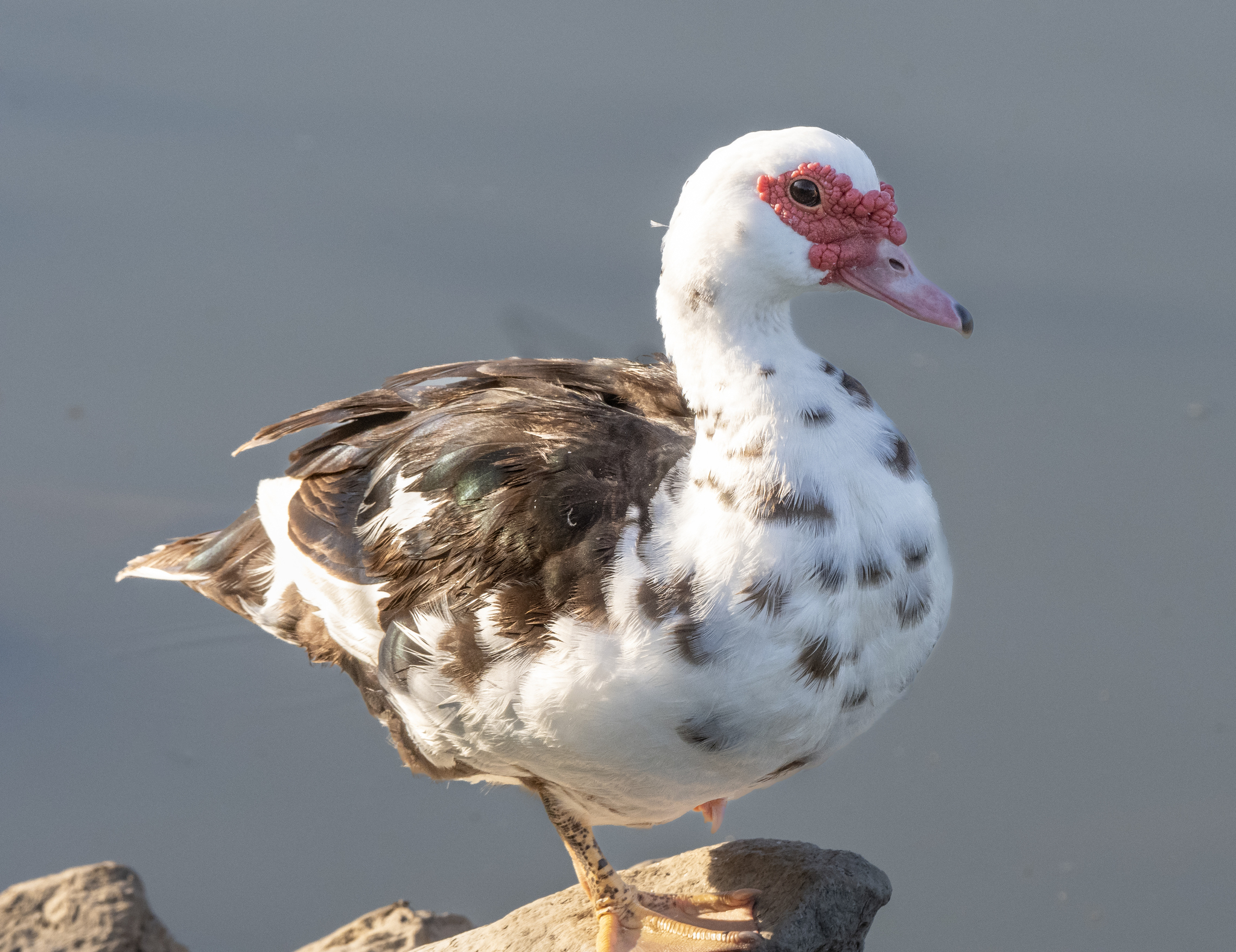 Πανικός σε γειτονιά στη Φλόριντα: H στιγμή που πάπια επιτίθεται σε περαστικούς (βίντεο)