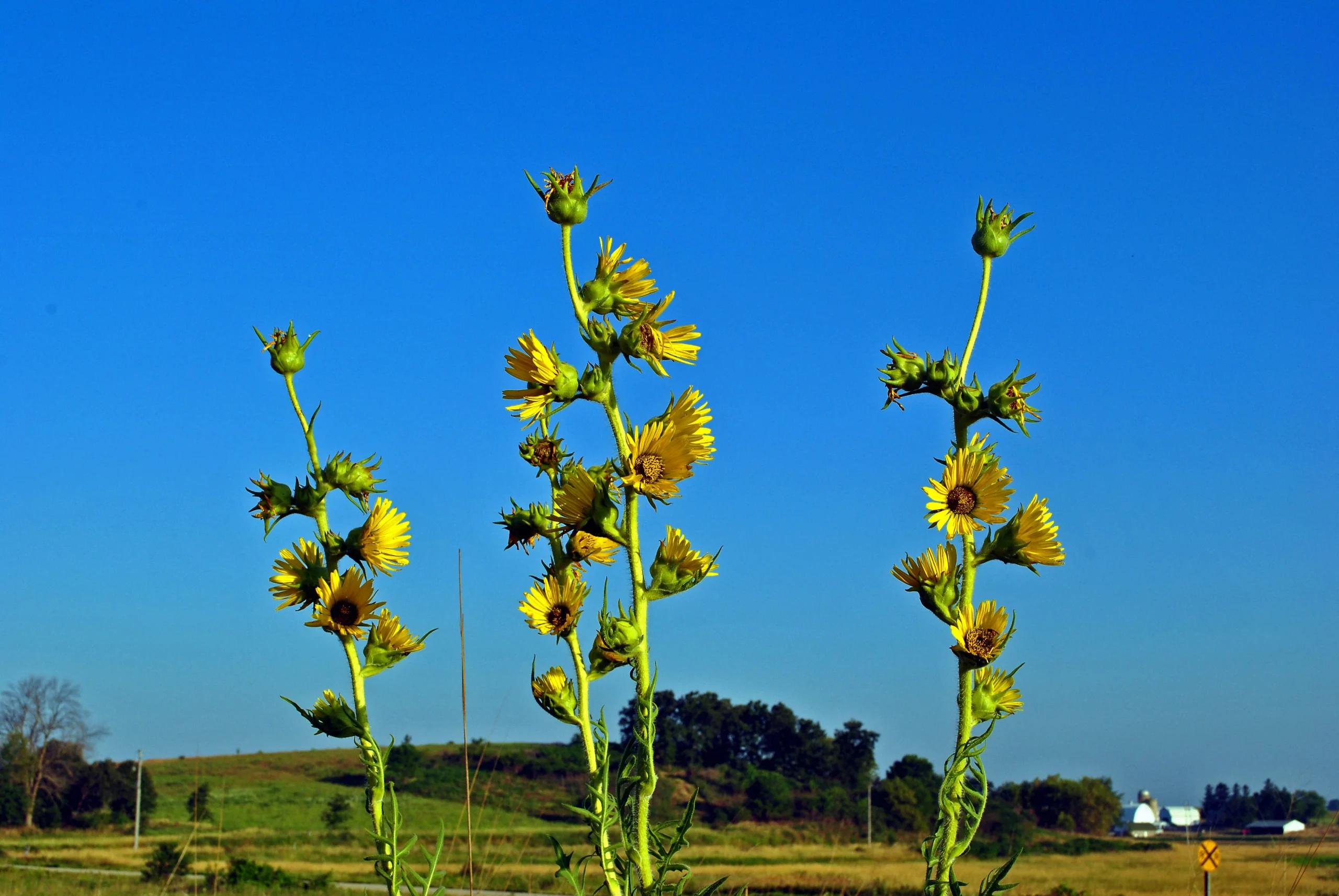 Σίλφιο: Το «μαγικό» βότανο της αρχαιότητας