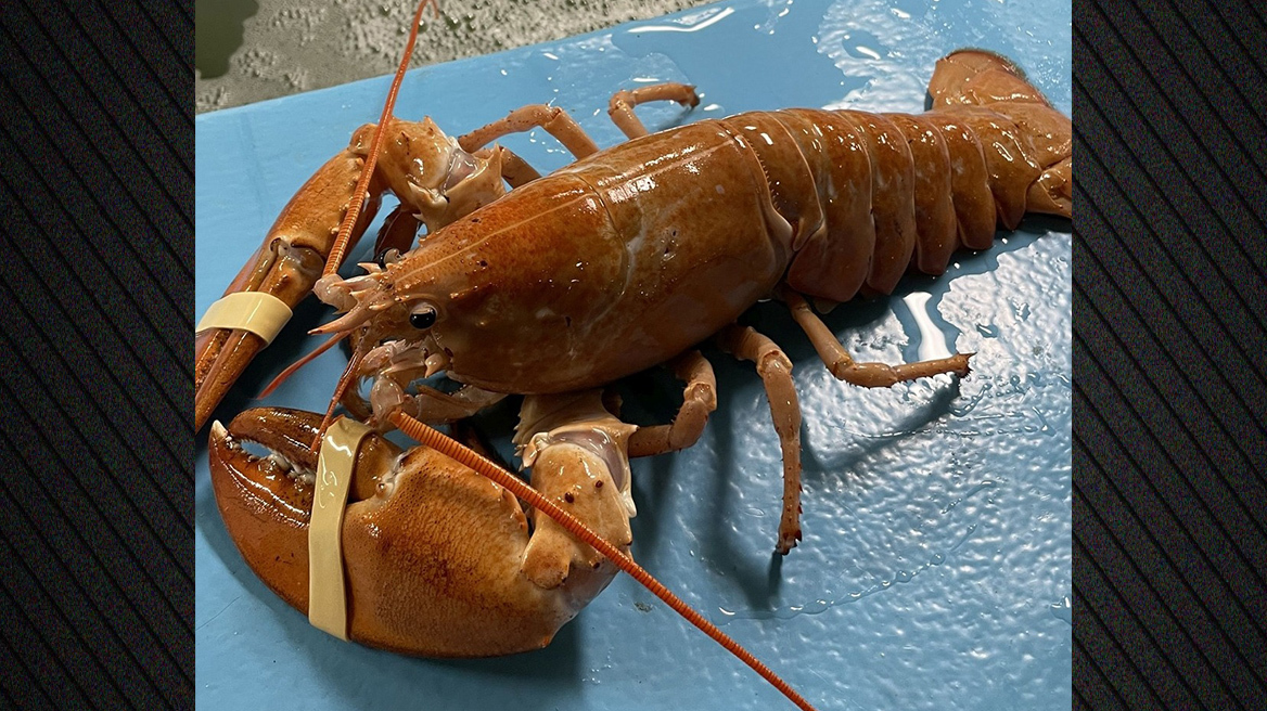 ΗΠΑ: Σπάνιος χρυσός αστακός σώθηκε την τελευταία στιγμή σε κουζίνα εστιατορίου στο Ρόουντ Άιλαντ (φωτο)