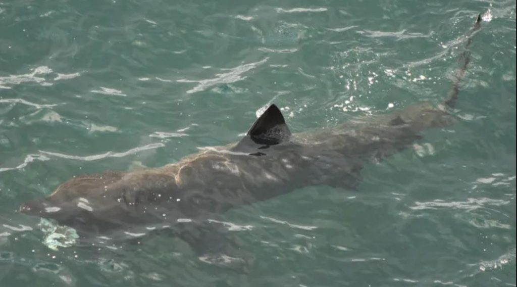 Καρχαρίας 6 μέτρων εμφανίστηκε κοντά στο νησί που γυρίστηκε η ταινία «Τα σαγόνια του καρχαρία»! (βίντεο)