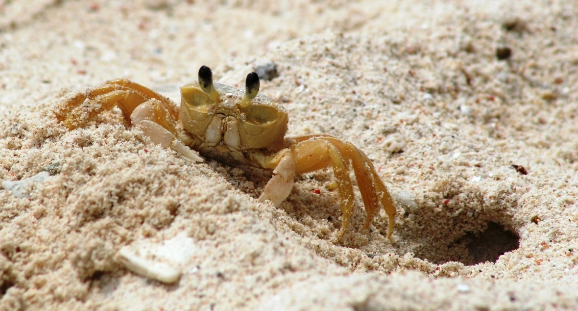 Τι είναι η «νοοτροπία των καβουριών» που εμφανίζεται όλο και περισσότερο στους ανθρώπους;
