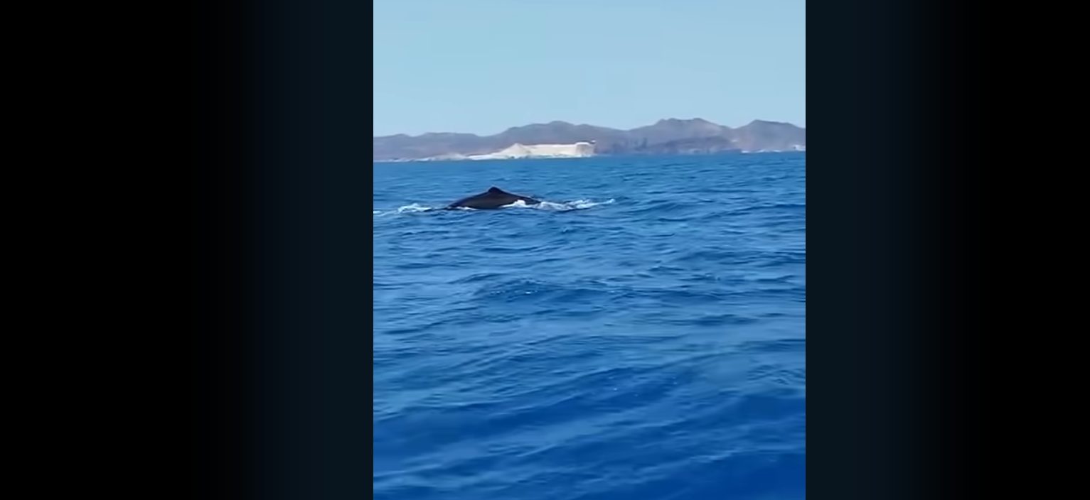 Ψαράς κατέγραψε φάλαινα φυσητήρα ανοιχτά της Σίφνου – Δείτε βίντεο