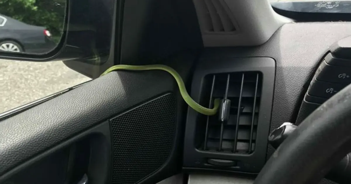 Βόλος: Φίδι ξεπρόβαλε μέσα από το καπό αυτοκινήτου εν κινήσει – Έντρομη η οδηγός εγκατέλειψε το όχημά της (φωτο)