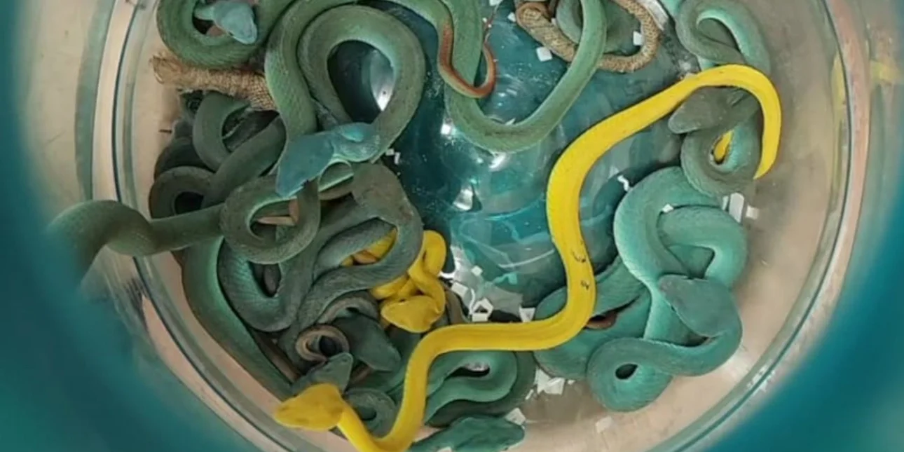 Ινδία: Συνελήφθη άνδρας στο αεροδρόμιο της Βομβάης με δεκάδες δηλητηριώδη φίδια στην τσάντα του