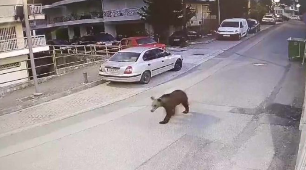 Γρεβενά: Αρκούδα κάνει βόλτες αμέριμνη στο κέντρο της πόλης! (βίντεο)