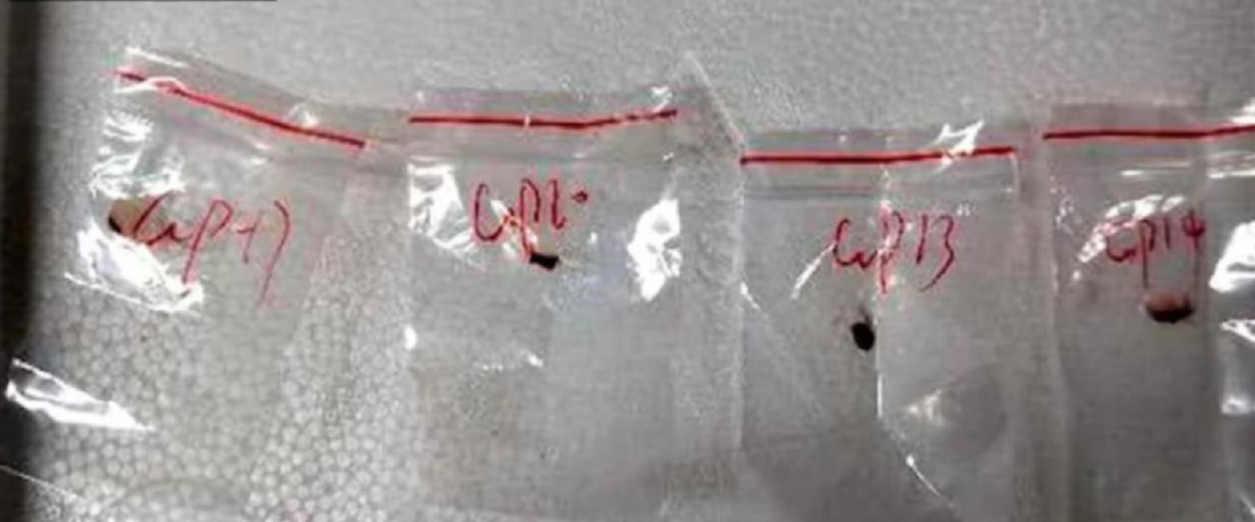 Κινέζοι «πέρασαν» λαθραία στις ΗΠΑ καταστροφικό μύκητα – Είναι «δυνητικό αγροτρομοκρατικό όπλο» λέει το FBI!