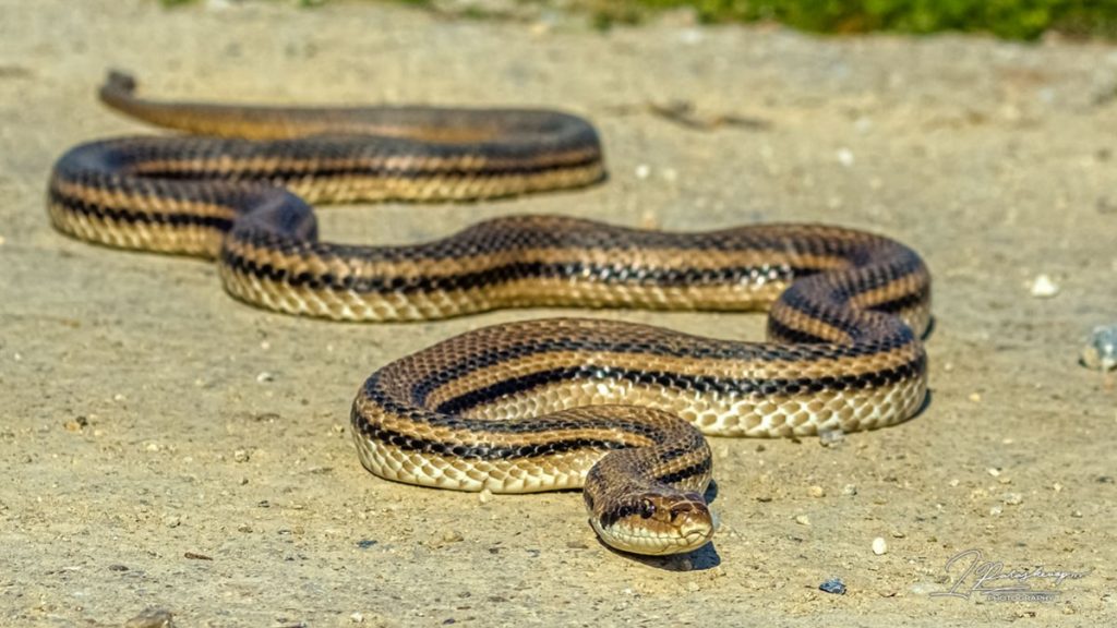 Σπάρτη: Φίδι εντοπίστηκε σε αυλή σπιτιού – Βίντεο από την επιχείρηση απομάκρυνσης