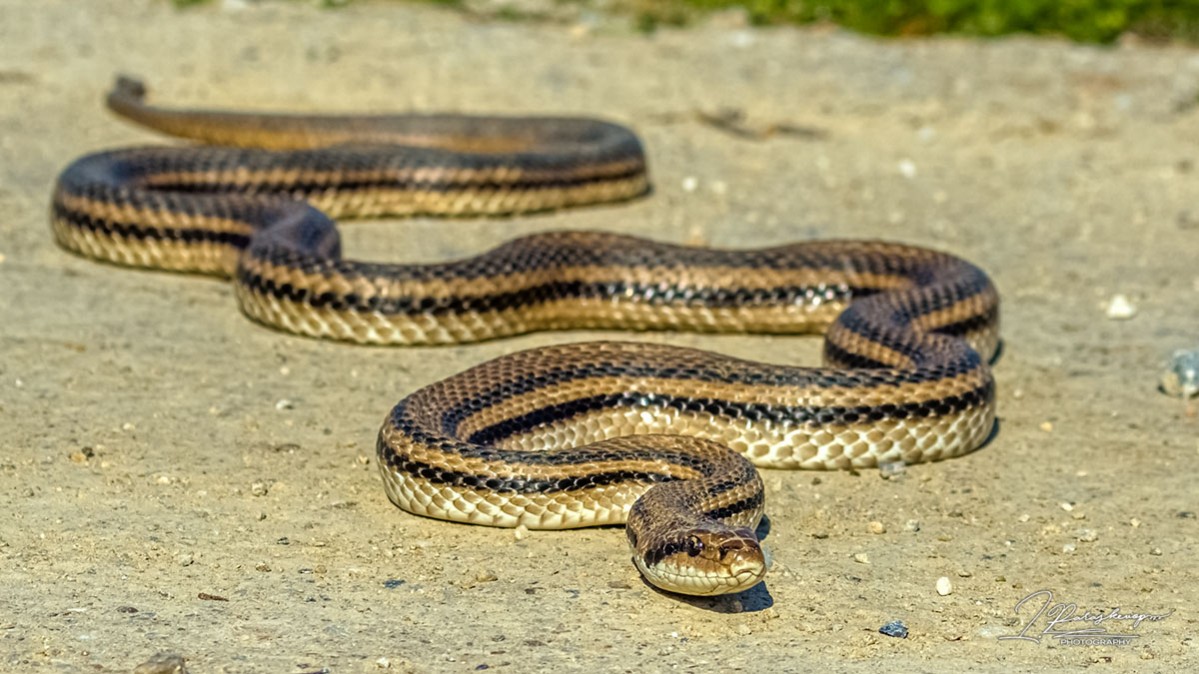 Σπάρτη: Φίδι εντοπίστηκε σε αυλή σπιτιού – Βίντεο από την επιχείρηση απομάκρυνσης